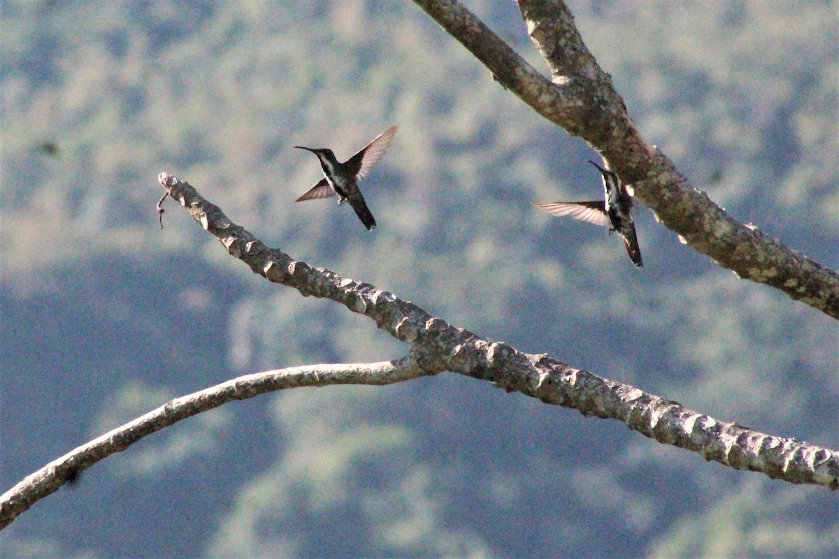 Black-throated Mango - ML621841095