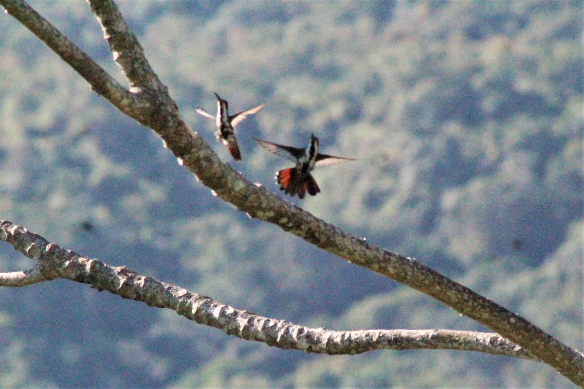 Black-throated Mango - ML621841101