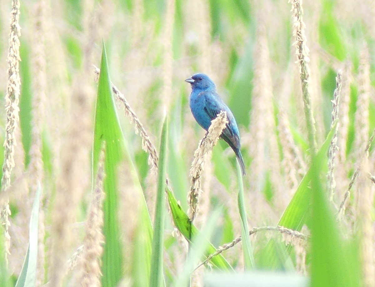 Indigo Bunting - ML621841127