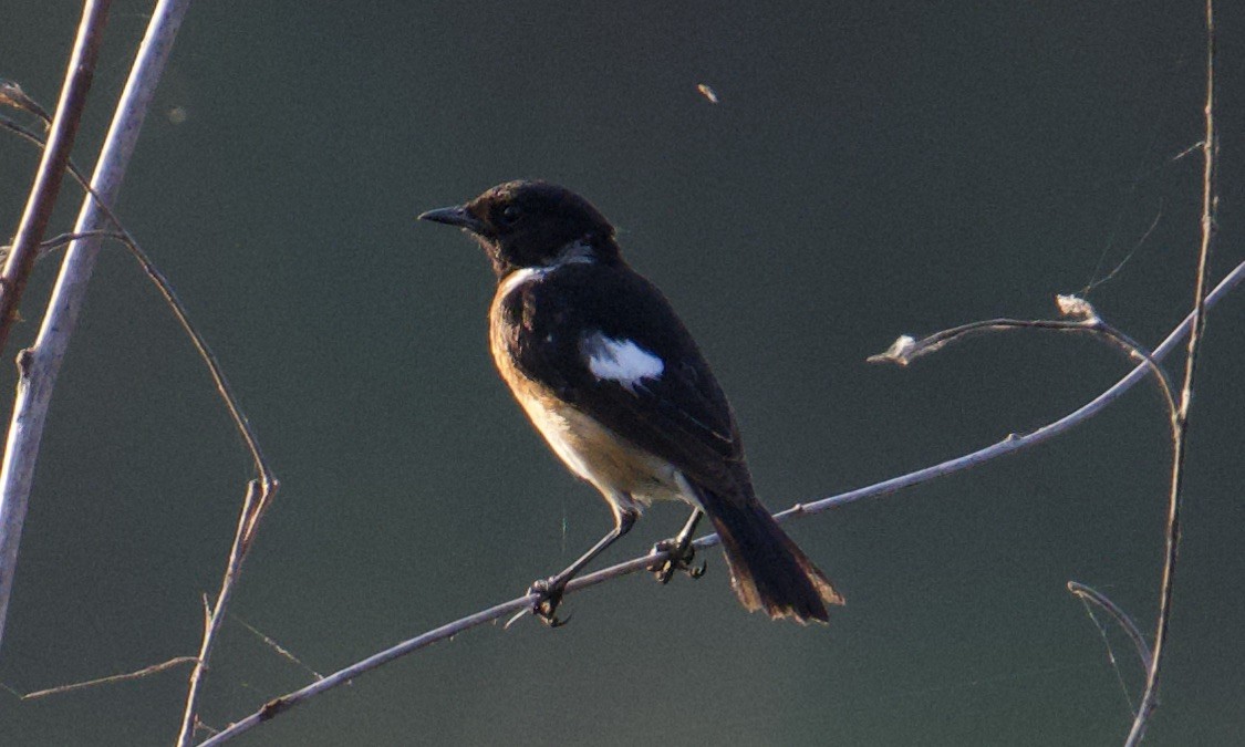 African Stonechat - ML621841132