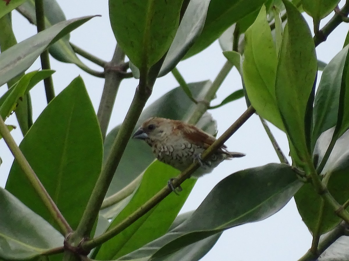 Scaly-breasted Munia - ML621841140