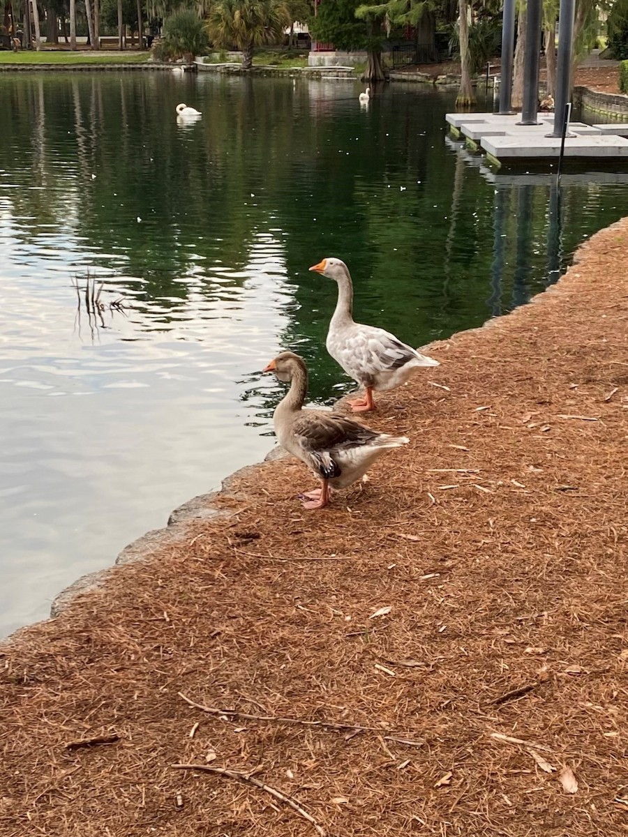 Graylag x Swan Goose (hybrid) - ML621841198