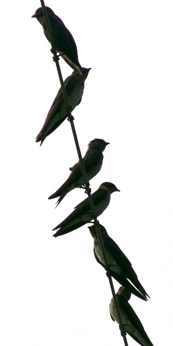 Purple Martin - ML621841210