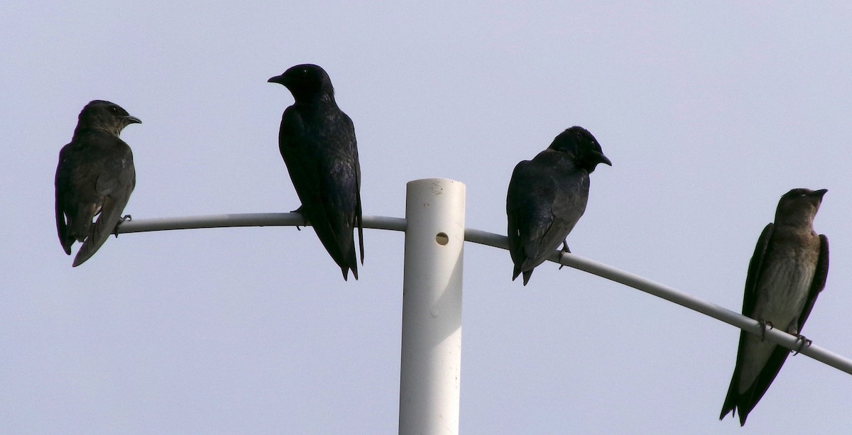 Purple Martin - ML621841228