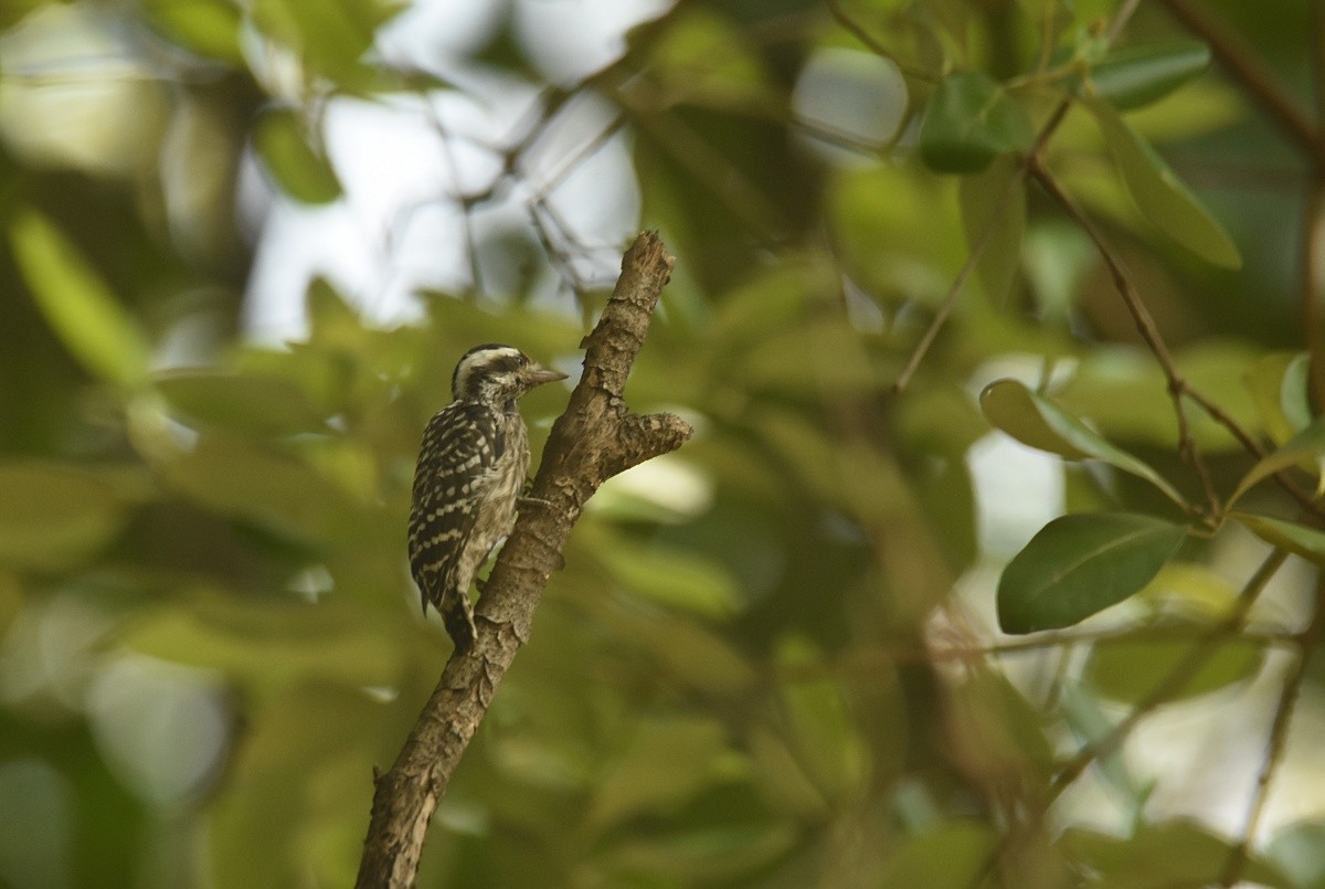 Sunda Pygmy Woodpecker - ML621841271