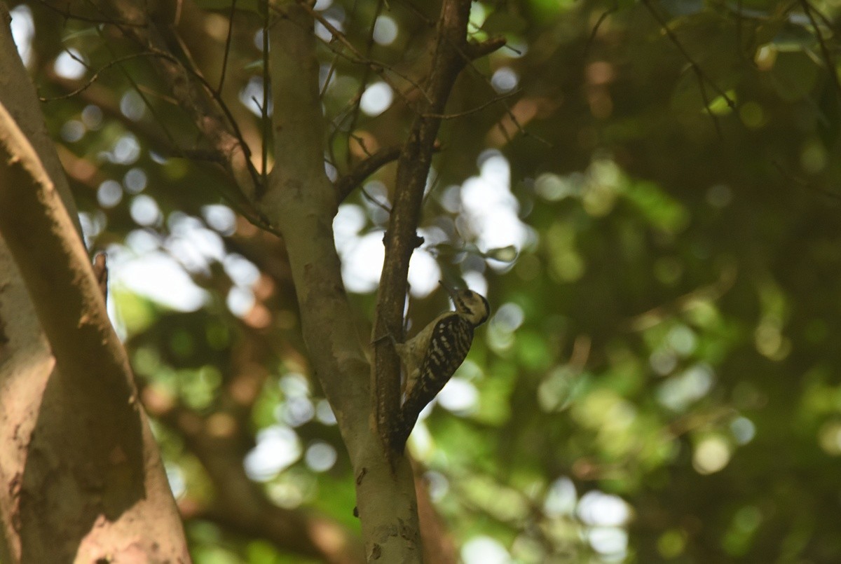 Freckle-breasted Woodpecker - ML621841307