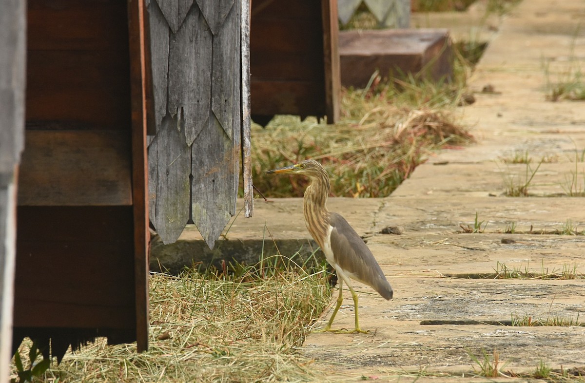 Javan Pond-Heron - ML621841331