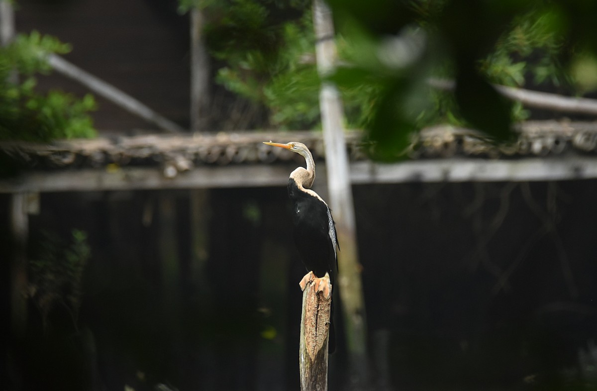 Oriental Darter - ML621841349