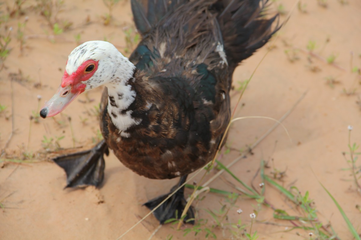 Muscovy Duck (Domestic type) - ML621841385