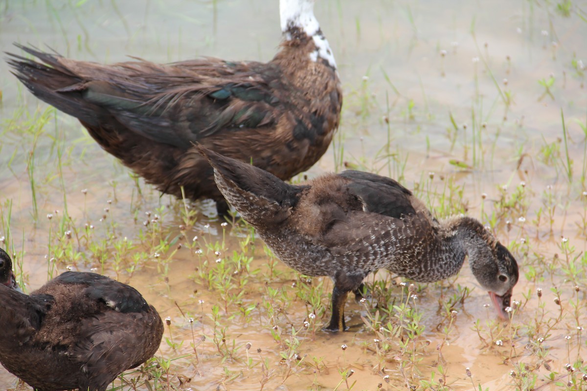 Muscovy Duck (Domestic type) - ML621841386