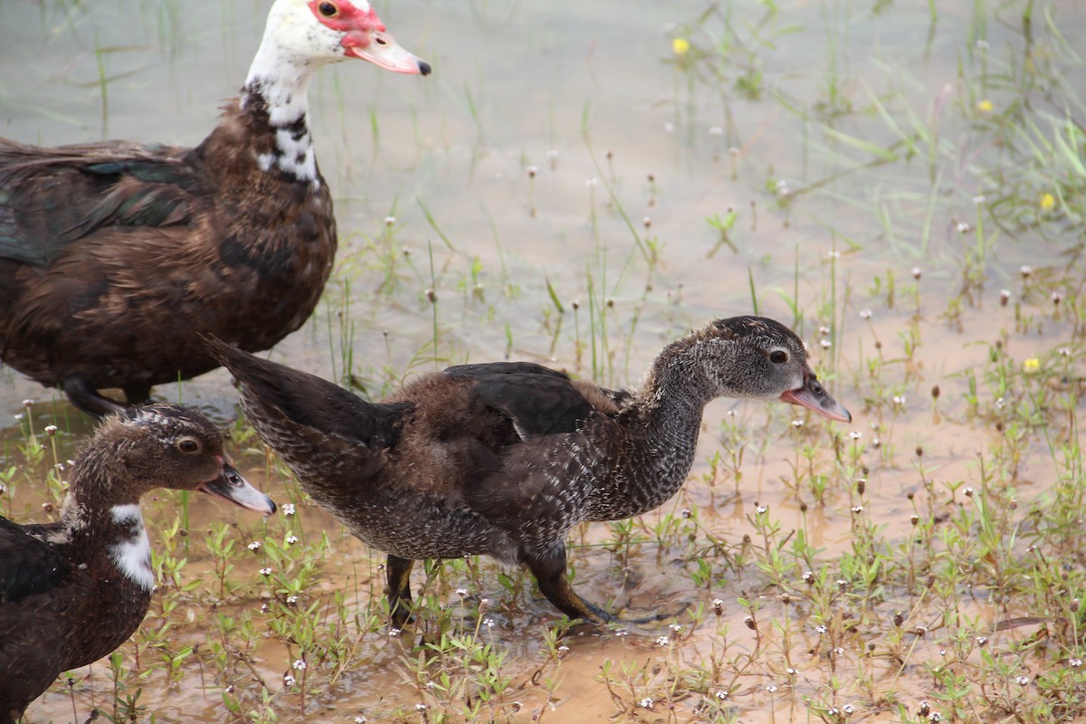 Muscovy Duck (Domestic type) - ML621841387