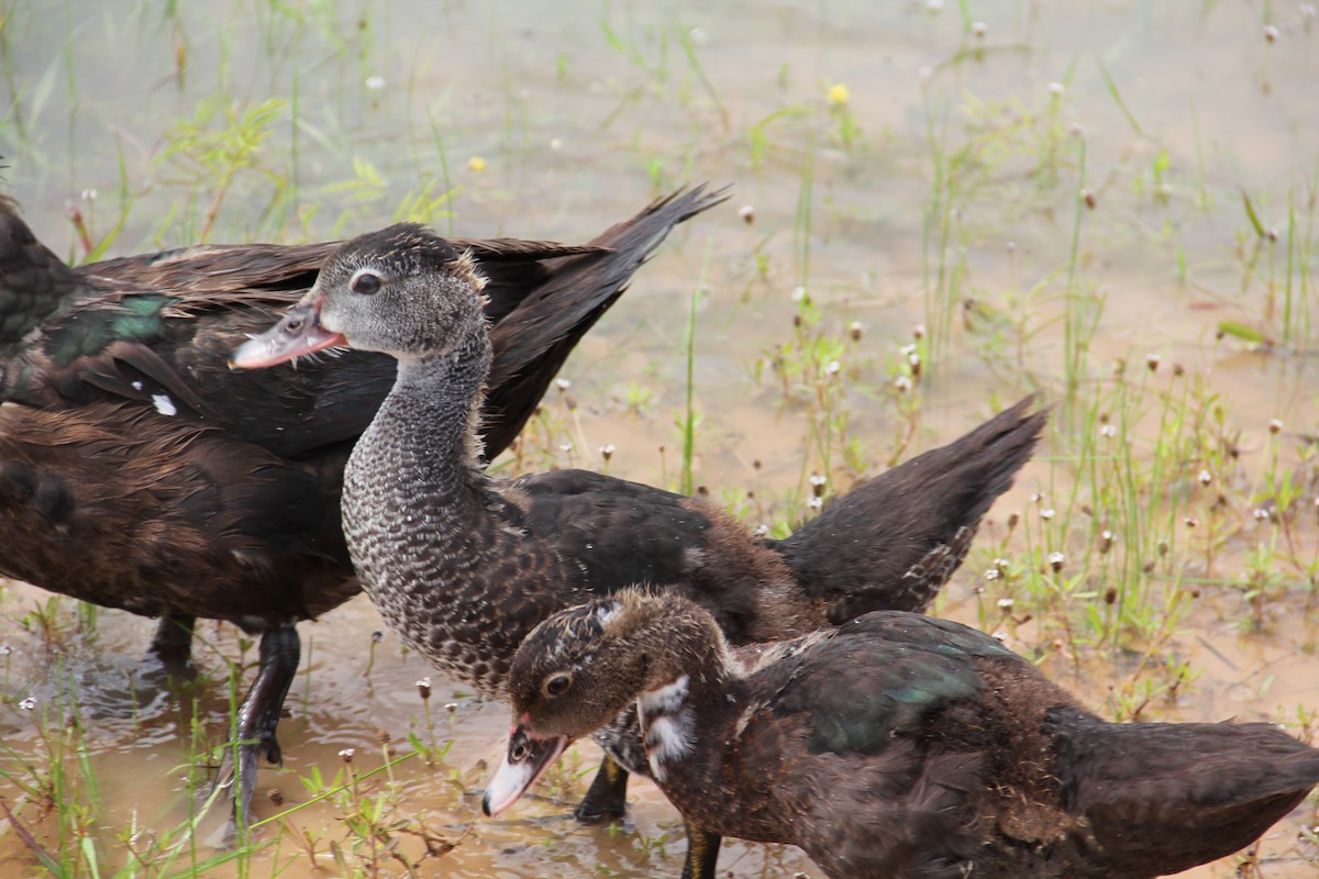 Muscovy Duck (Domestic type) - ML621841388