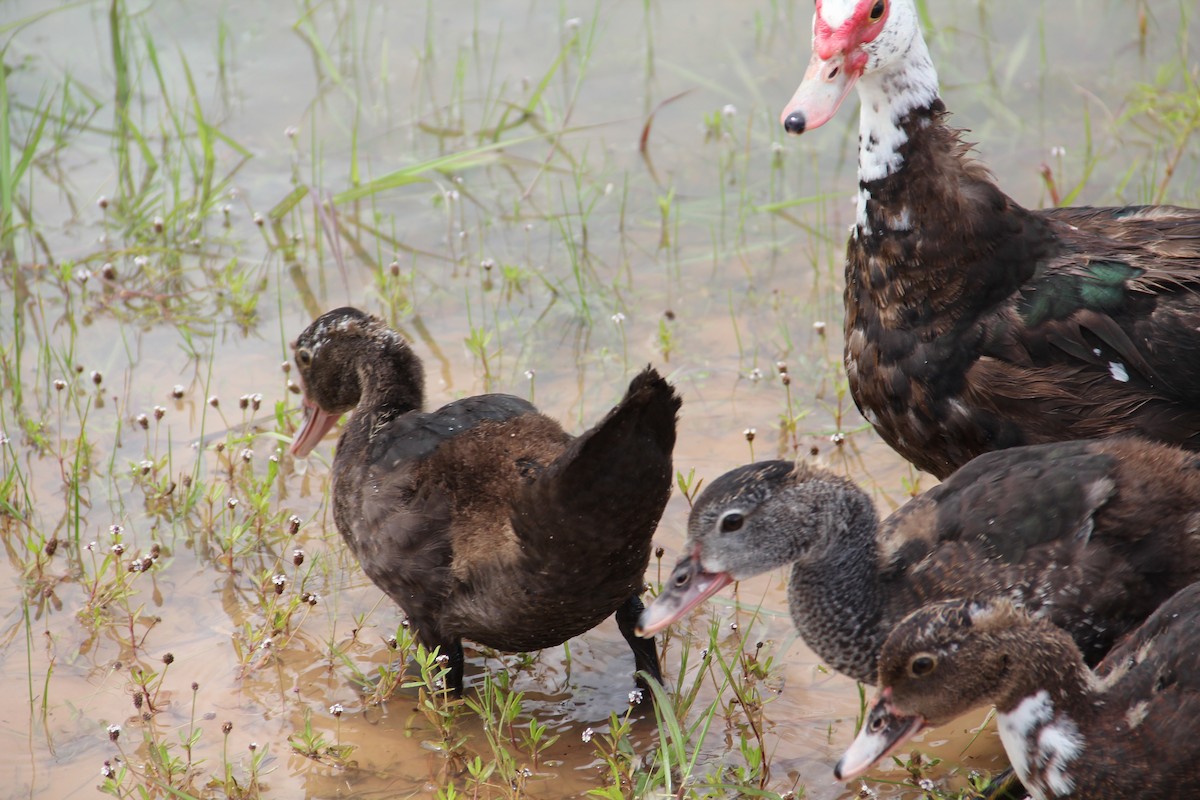 Muscovy Duck (Domestic type) - ML621841389