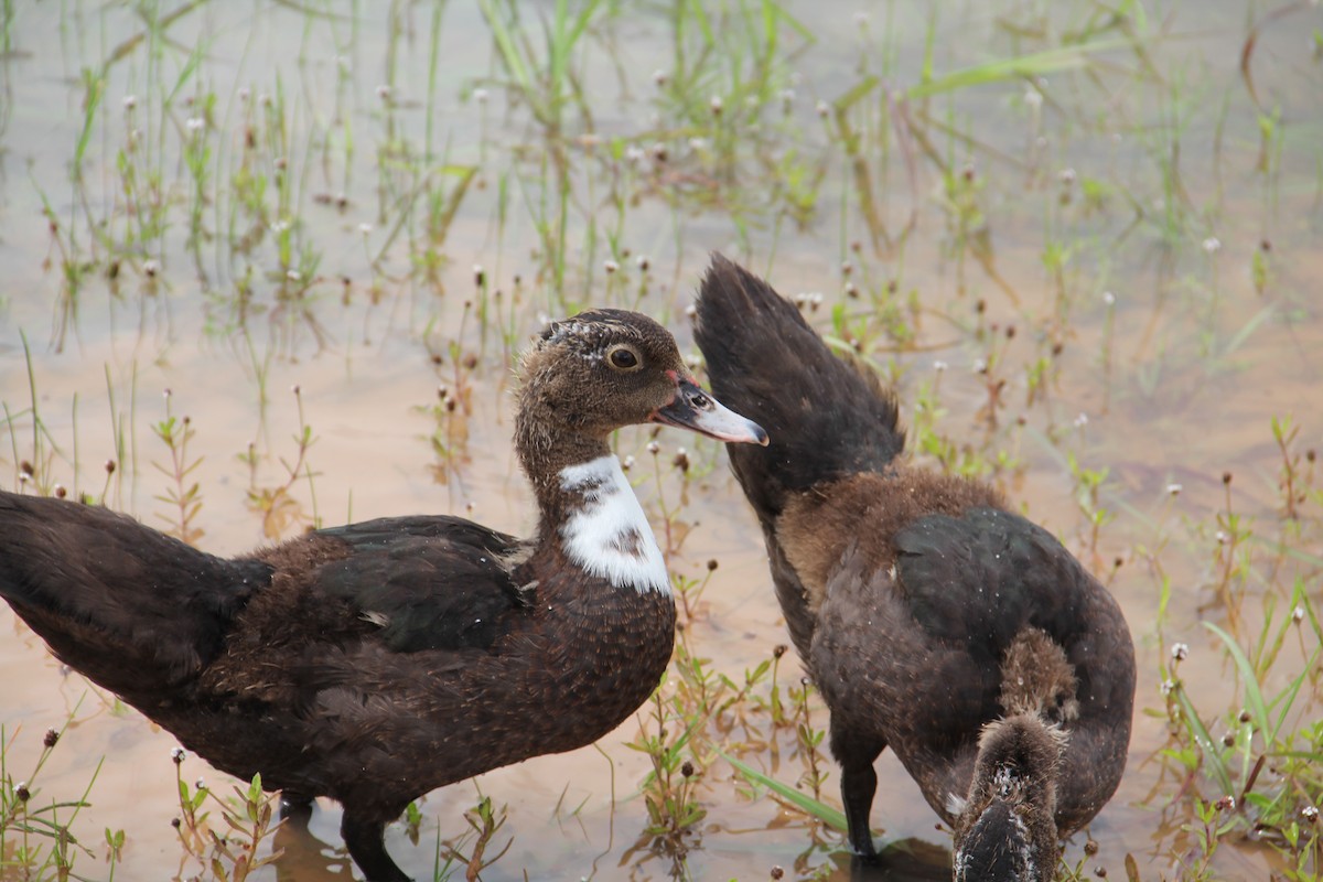 Muscovy Duck (Domestic type) - ML621841390