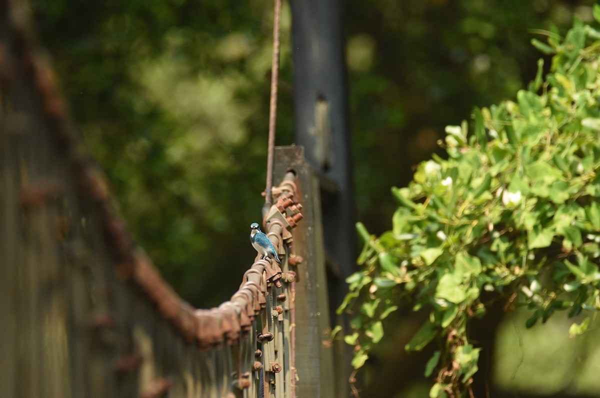 Small Blue Kingfisher - ML621841401