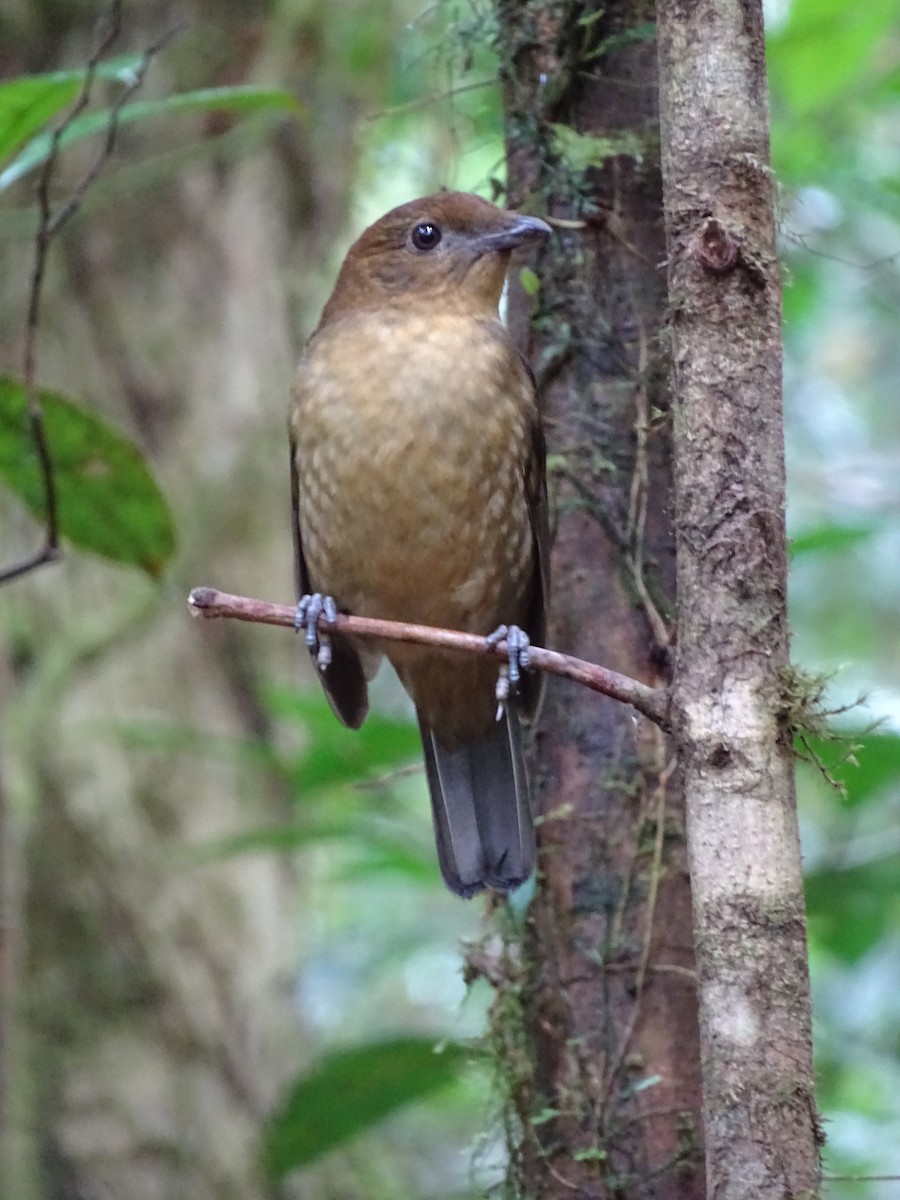 Hüttenlaubenvogel - ML621841404