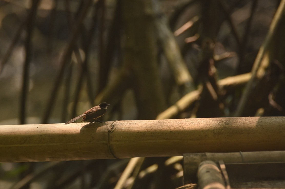 Malaysian Pied-Fantail - ML621841414