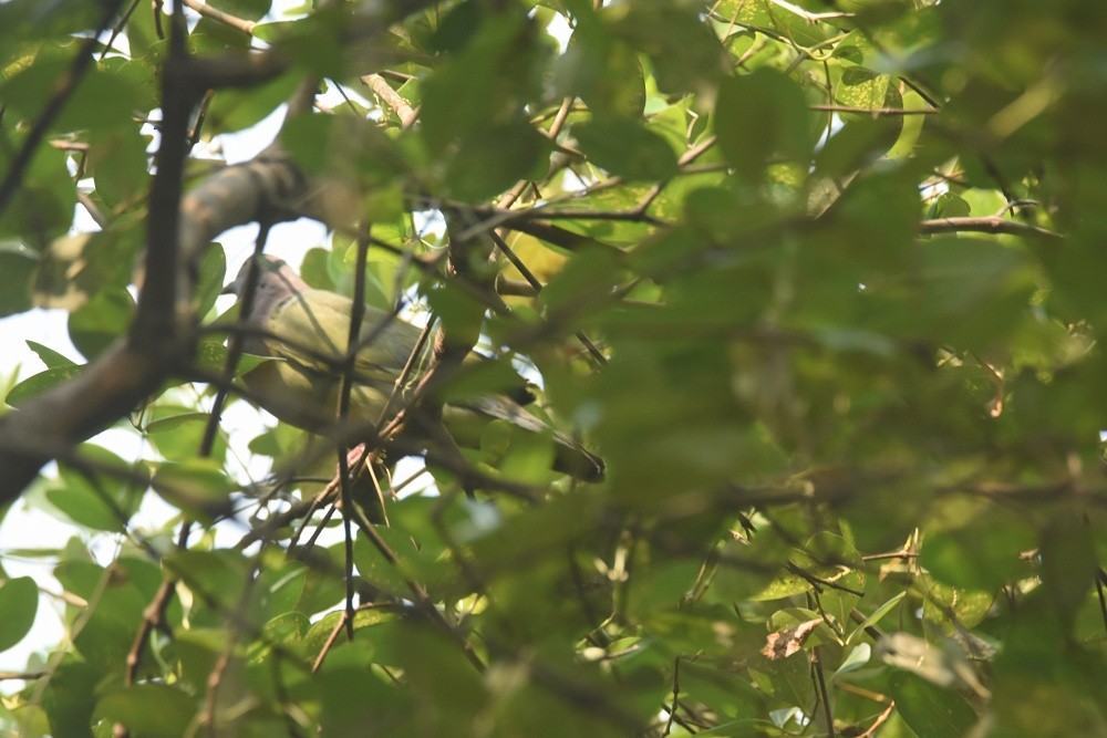 Pink-necked Green-Pigeon - ML621841448