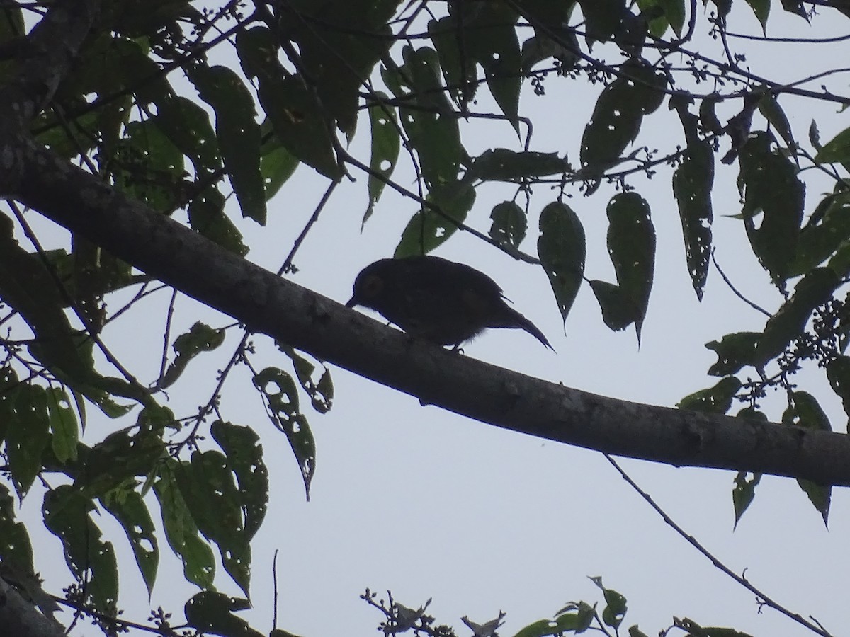 Arfak Honeyeater - ML621841461