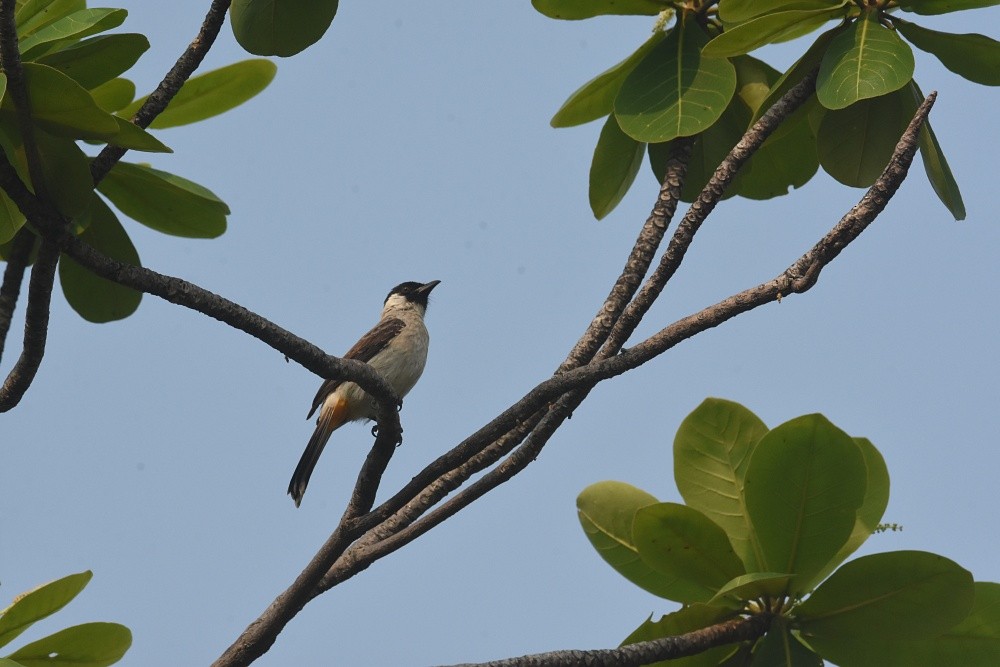 Sooty-headed Bulbul - ML621841484