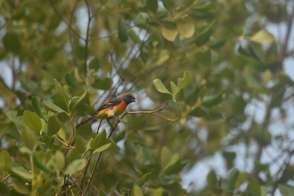 Small Minivet - ML621841528