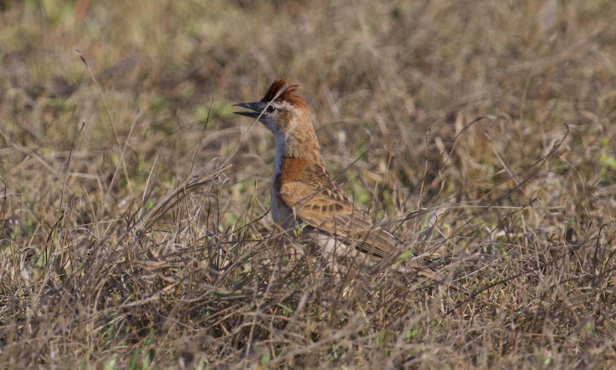 Red-capped Lark - ML621841529