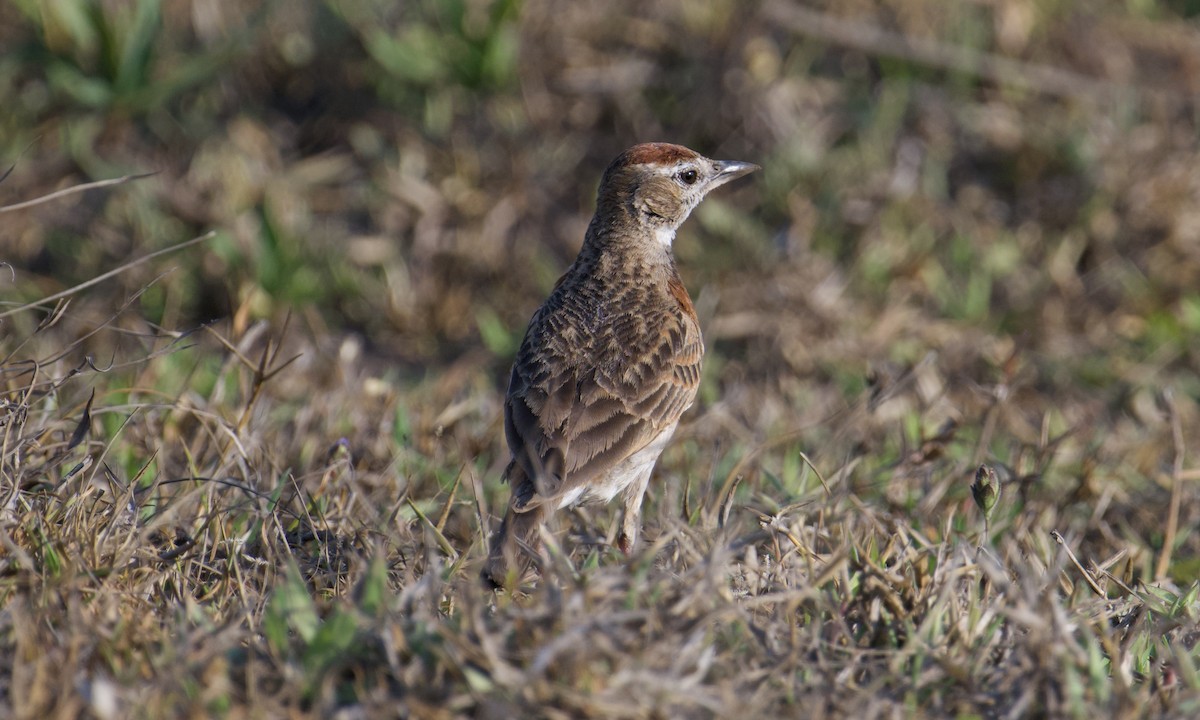 Red-capped Lark - ML621841536