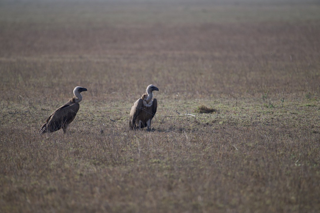 White-backed Vulture - ML621841567