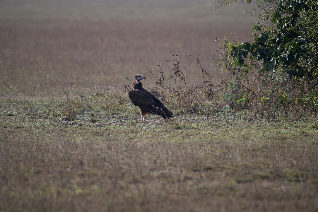 White-headed Vulture - Anonymous