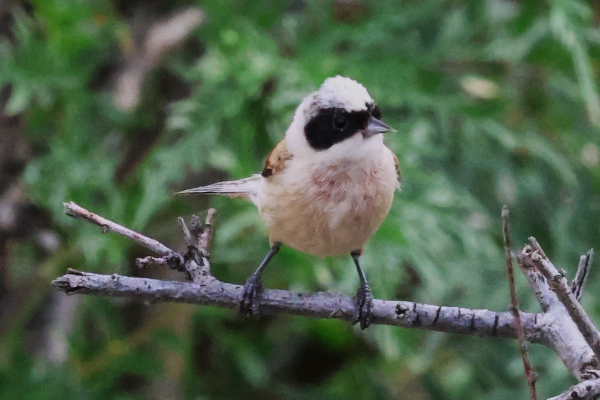 White-crowned Penduline-Tit - Mei-Luan Wang