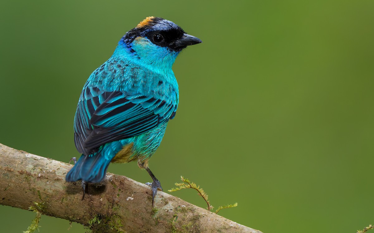 Golden-naped Tanager - ML621841585