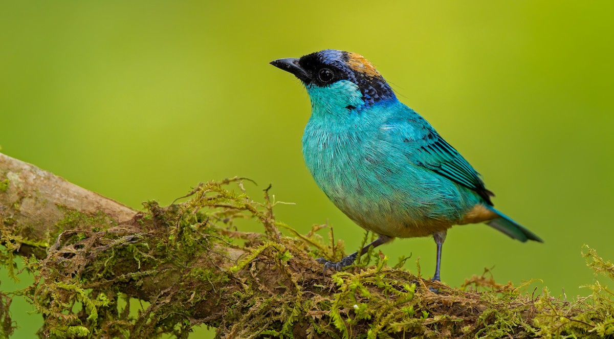 Golden-naped Tanager - ML621841587