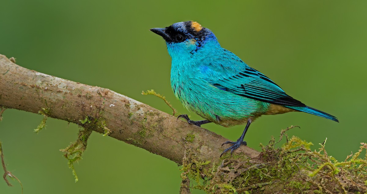 Golden-naped Tanager - ML621841588