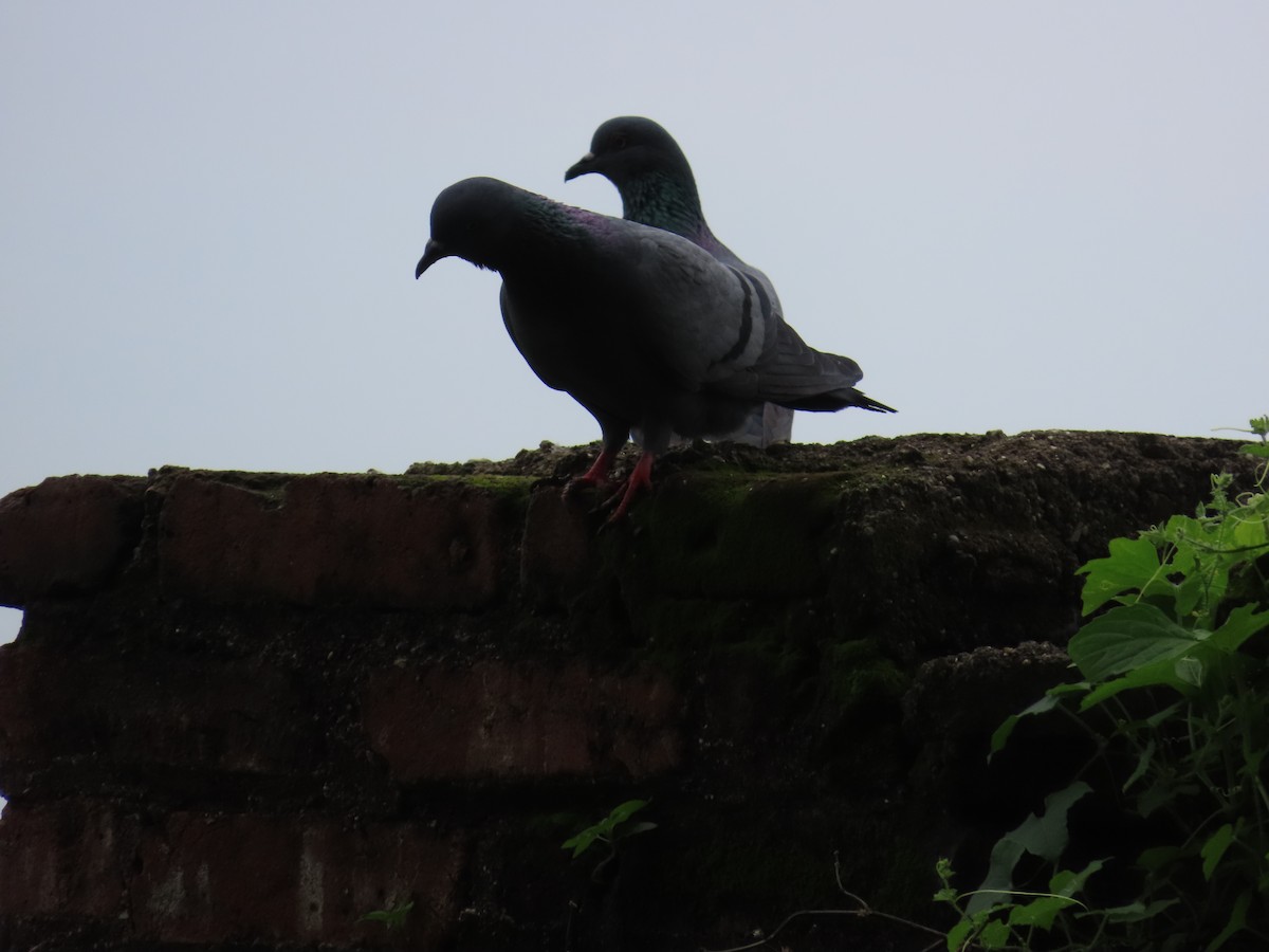 Rock Pigeon (Feral Pigeon) - ML621841590