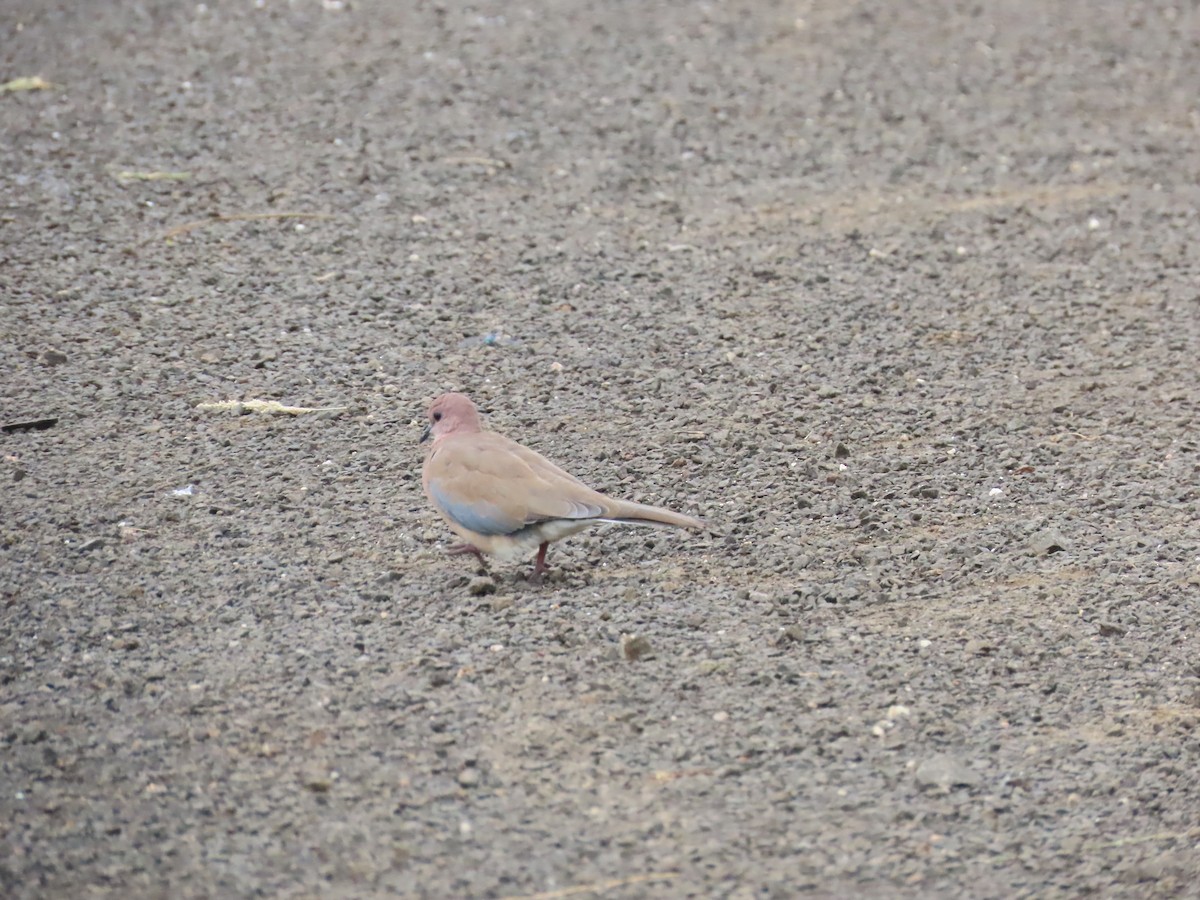 Laughing Dove - Shilpa Gadgil