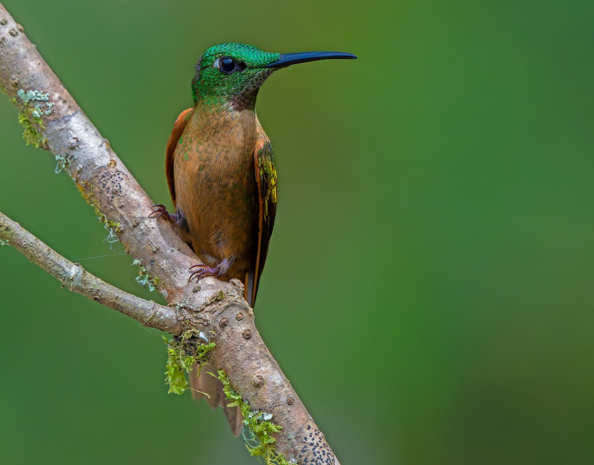 Fawn-breasted Brilliant - ML621841600