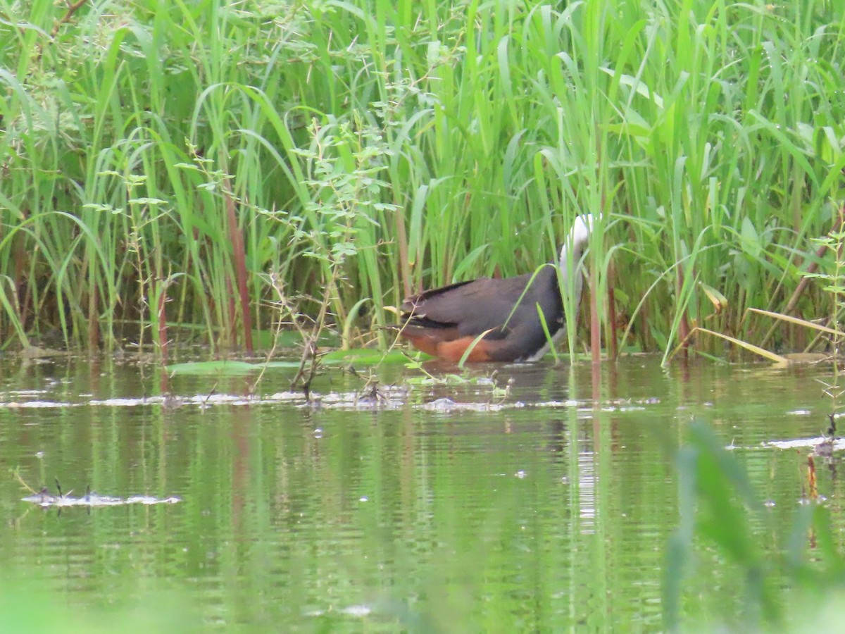 White-breasted Waterhen - ML621841603