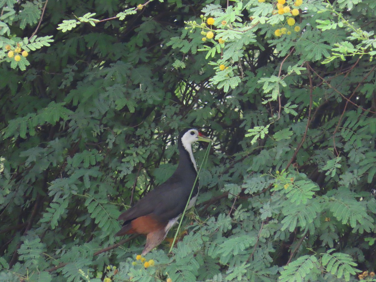 White-breasted Waterhen - ML621841606