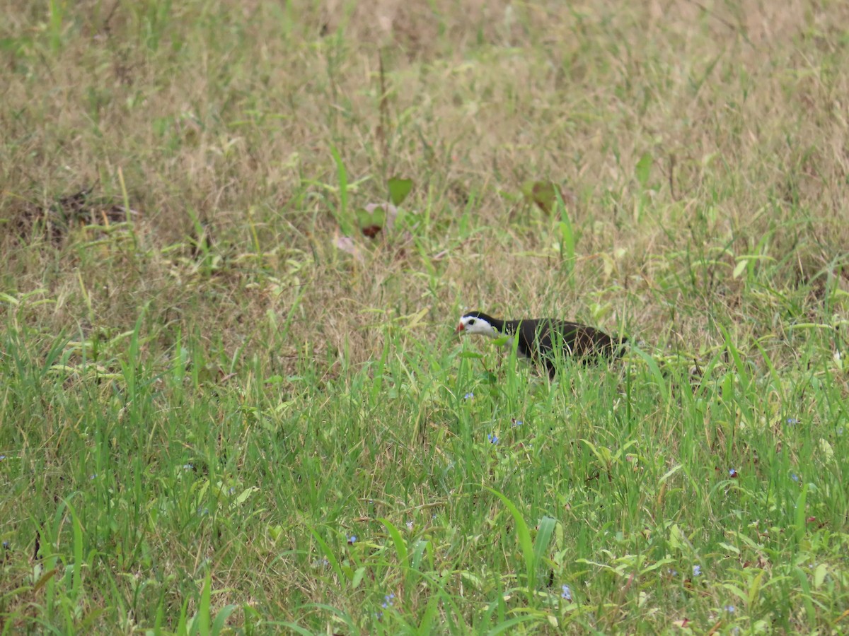 White-breasted Waterhen - ML621841607