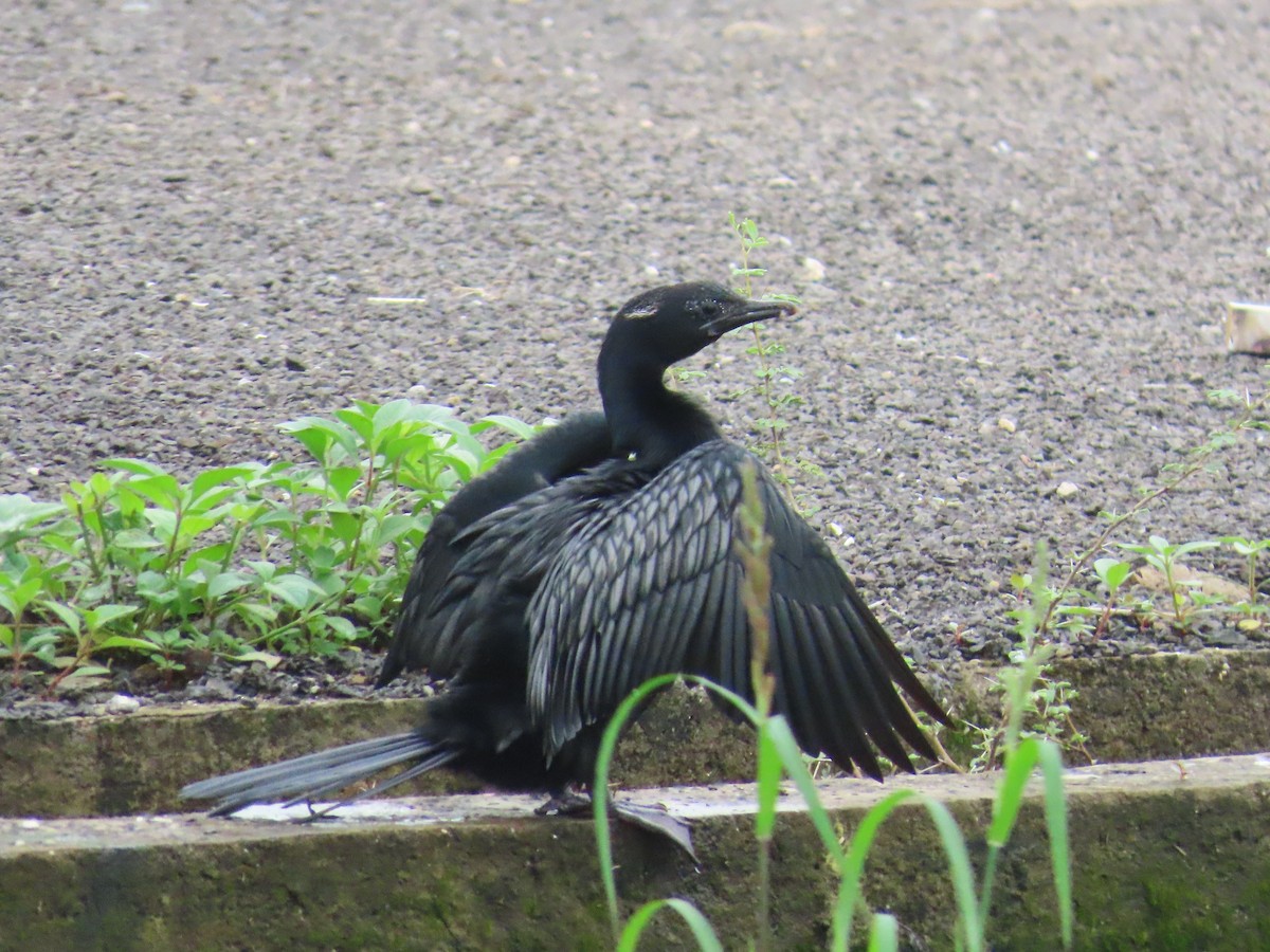 Indian Cormorant - ML621841612