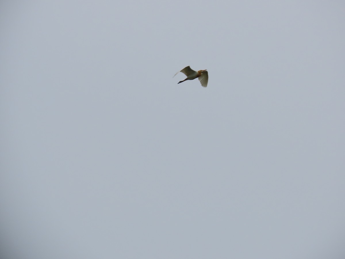 Eastern Cattle Egret - ML621841627