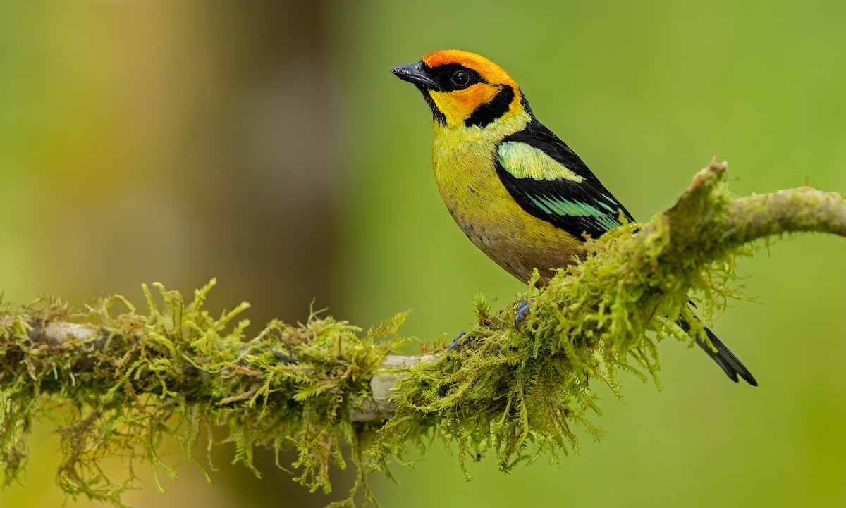 Flame-faced Tanager - ML621841633