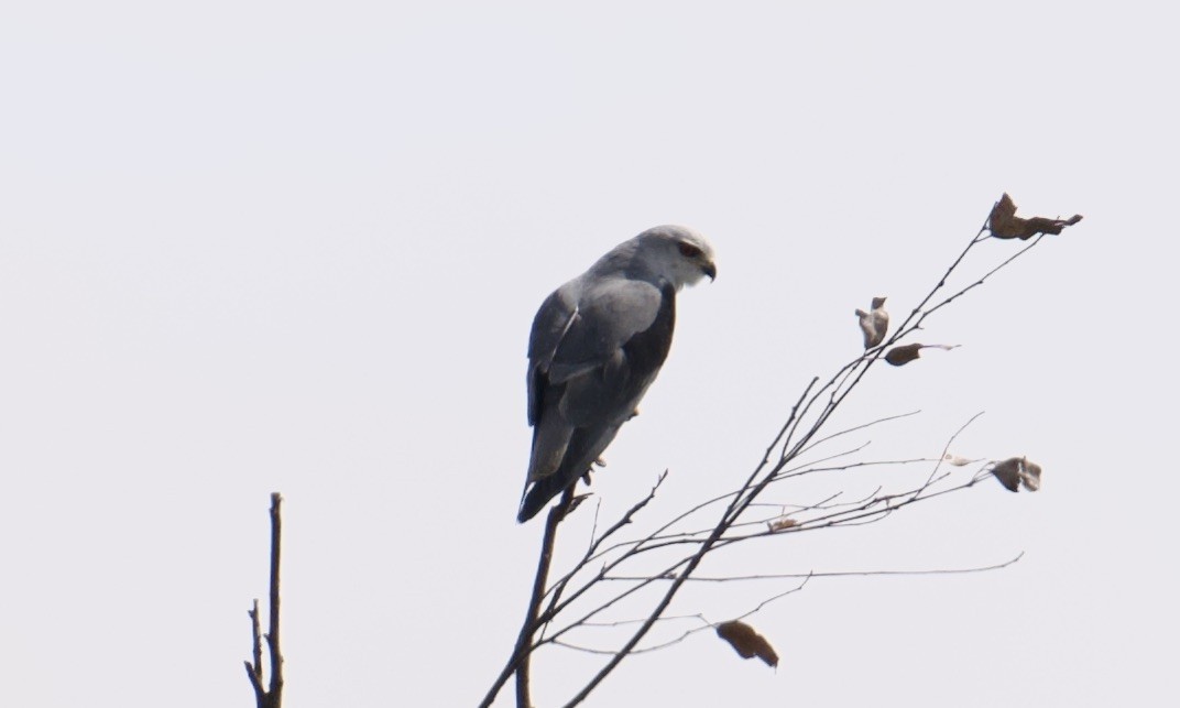 Black-winged Kite - ML621841653