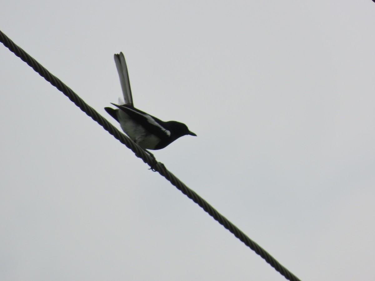 Oriental Magpie-Robin - ML621841659