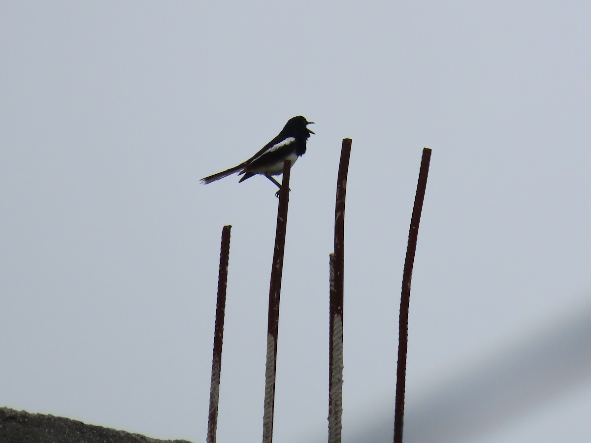 Oriental Magpie-Robin - ML621841664