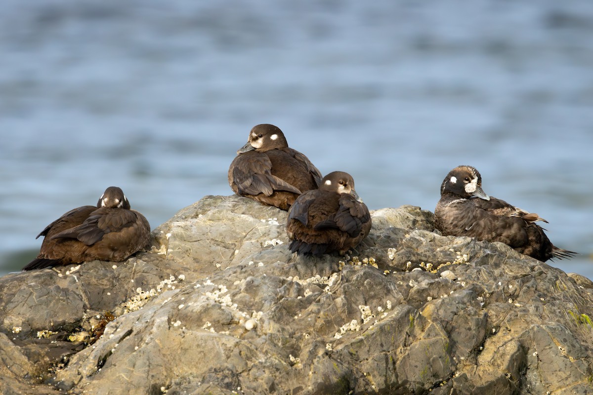 Harlequin Duck - ML621841677