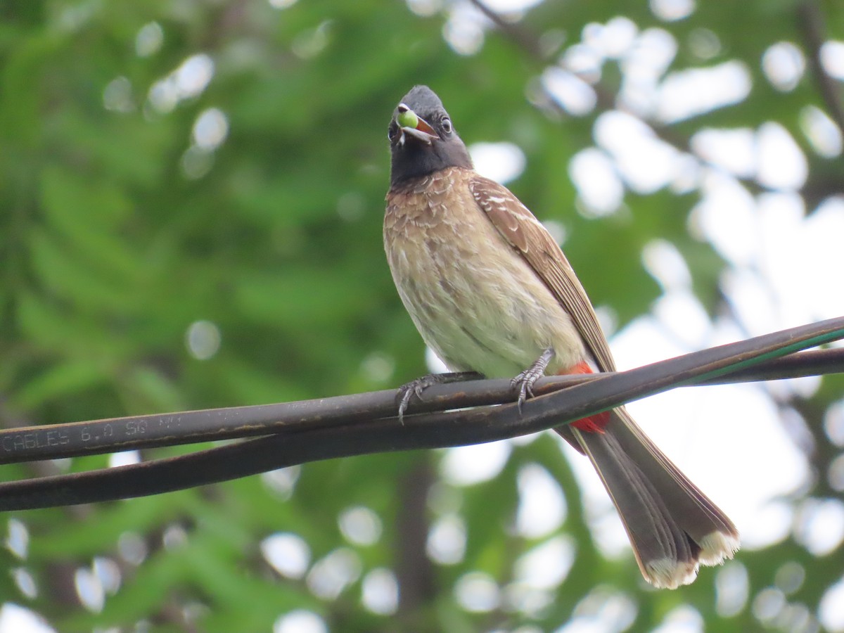 Red-vented Bulbul - ML621841682