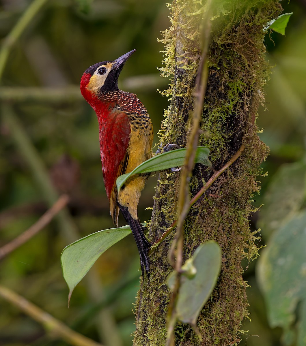 Crimson-mantled Woodpecker - ML621841686