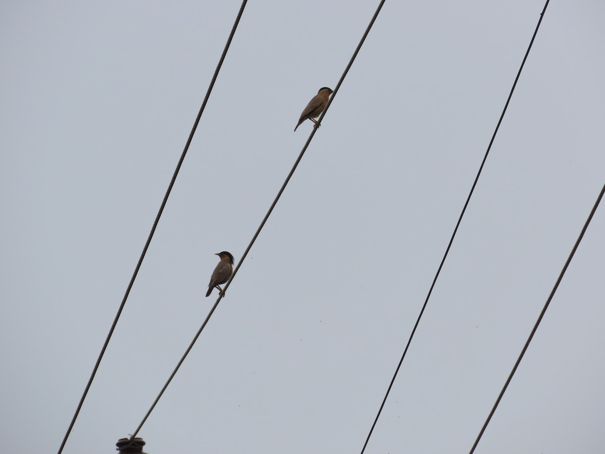 Brahminy Starling - ML621841687