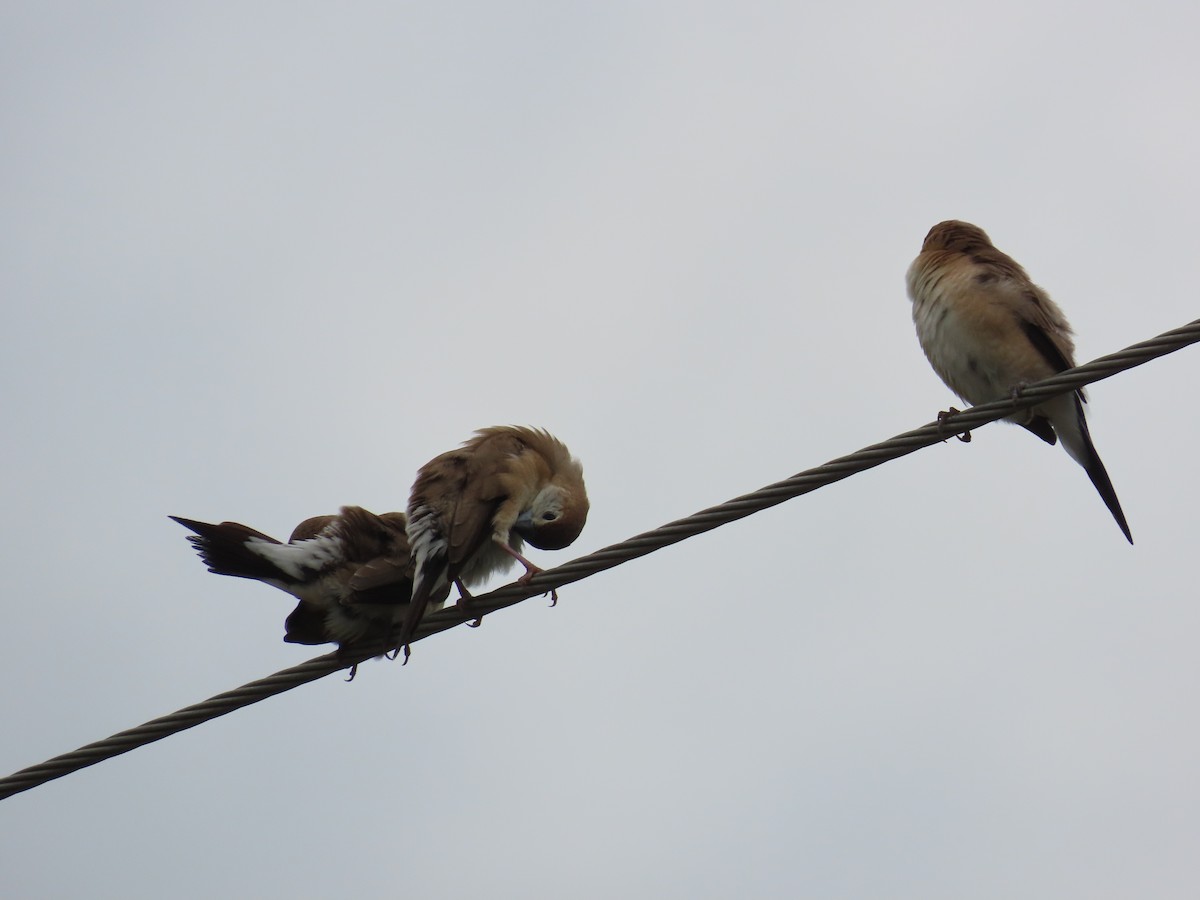 Indian Silverbill - ML621841695